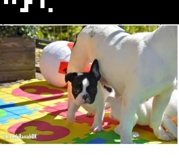 cucciola di bouledogue francese nera femmina~ | Foto 0