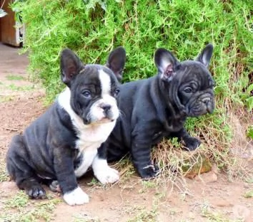 cucciola di bouledogue francese nera femmina~