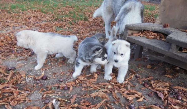  siberian husky occhi color ghiaccio stupendi | Foto 2