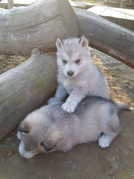  siberian husky occhi color ghiaccio stupendi