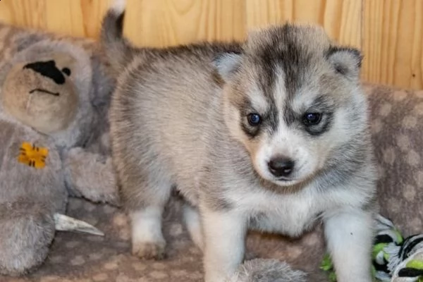  siberian husky occhi color ghiaccio stupendi | Foto 0