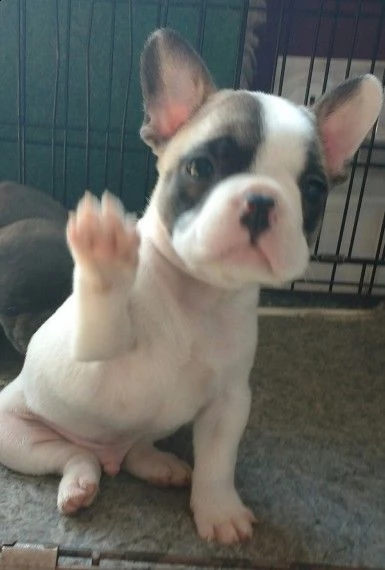 cucciola di bouledogue francese bianca e blu | Foto 0