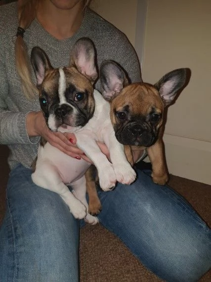 bouledogue francese, 90 giorni | Foto 2