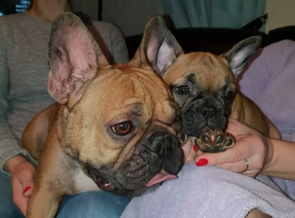 bouledogue francese, 90 giorni | Foto 1