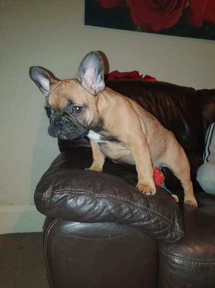 bouledogue francese, 90 giorni | Foto 0