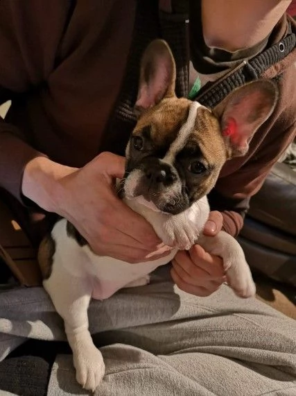 bouledogue francese, 90 giorni