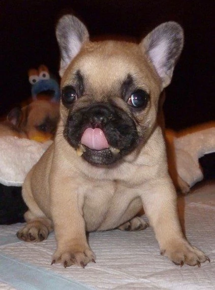 cucciolotti di bouledogue francese, 90 giorni | Foto 1
