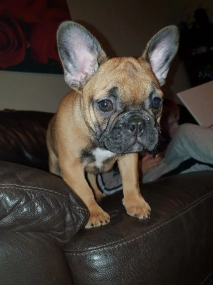 cucciolotti di bouledogue francese, 90 giorni | Foto 0