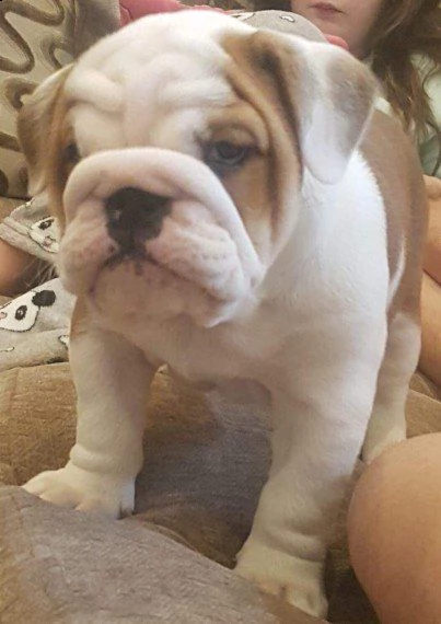 [at][at][at] bulldog inglese cuccioli razza !!!!!! [at][at][at] | Foto 0