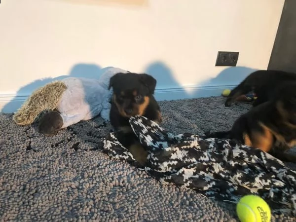 maschi e femmine rottweiler di razza | Foto 2