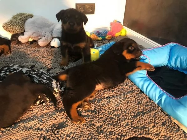 maschi e femmine rottweiler di razza | Foto 1