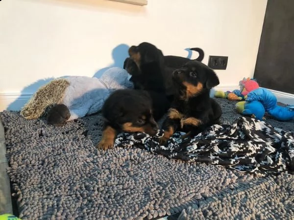 maschi e femmine rottweiler di razza | Foto 0