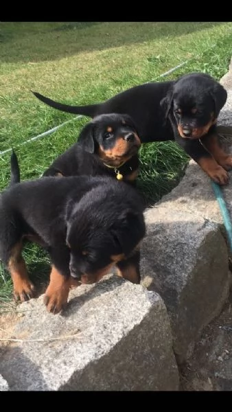 cucccioli taglia media razza rottweiler !!!! | Foto 1