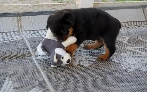 cucccioli taglia media razza rottweiler !!!!