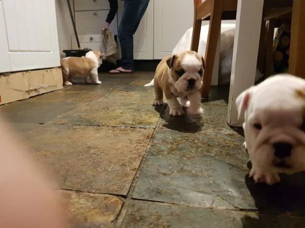cuccioli bulldog inglese con pedigree 