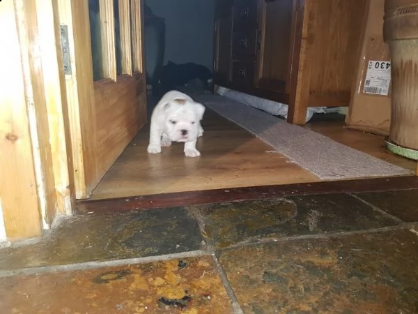 cuccioli bulldog inglese con pedigree  | Foto 1