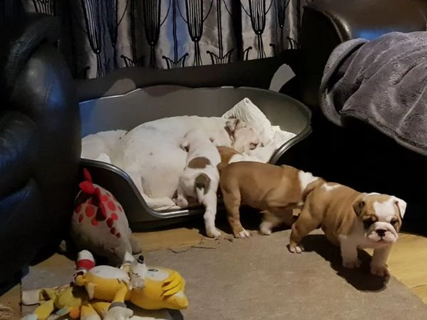 cuccioli bulldog inglese con pedigree  | Foto 0