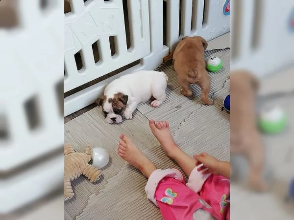 disponibili meravigliosi cucciolotti di bulldog inglese | Foto 1