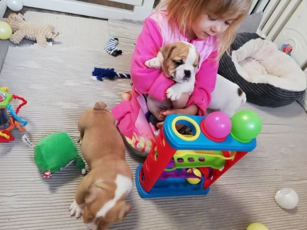 disponibili meravigliosi cucciolotti di bulldog inglese | Foto 0