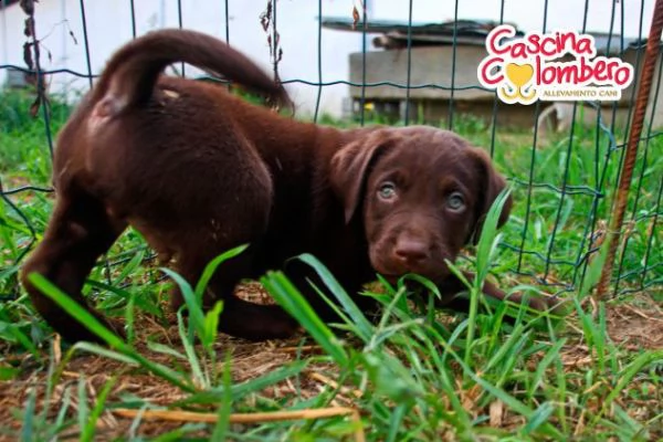 labrador retriever cuccioli color cioccolato
