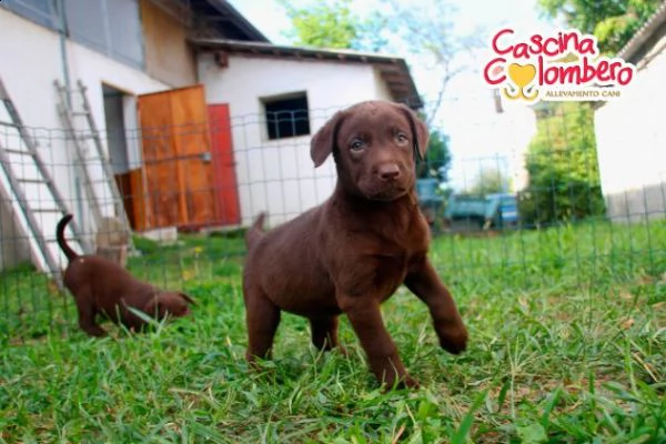 labrador retriever cuccioli color cioccolato | Foto 0