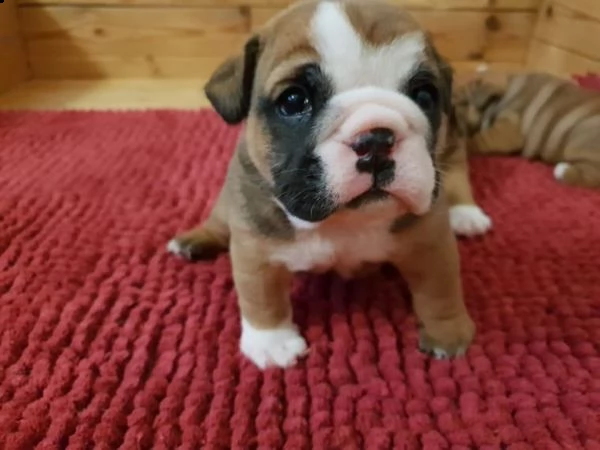 cucciolata bulldog inglese maschio e femmina. | Foto 2