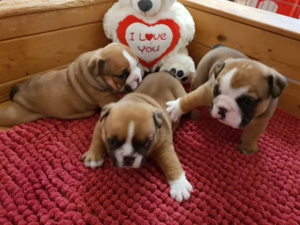cucciolata bulldog inglese maschio e femmina.