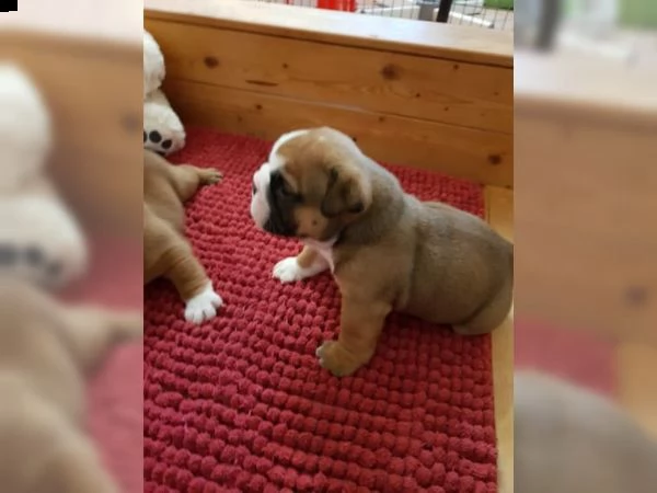 cucciolata bulldog inglese maschio e femmina. | Foto 1