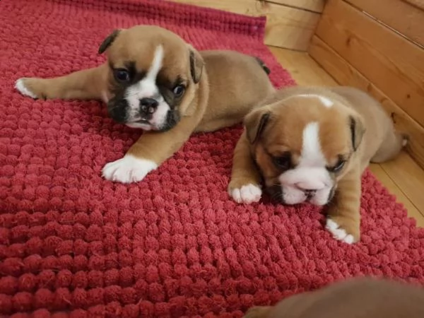 cucciolata bulldog inglese maschio e femmina. | Foto 0