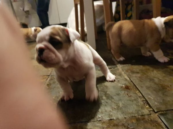 cuccioletti bulldog inglese maschi femmine alta genealogia | Foto 1