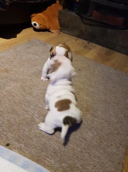 cuccioletti bulldog inglese maschi femmine alta genealogia | Foto 0