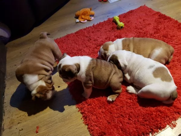 cuccioletti bulldog inglese maschi femmine alta genealogia