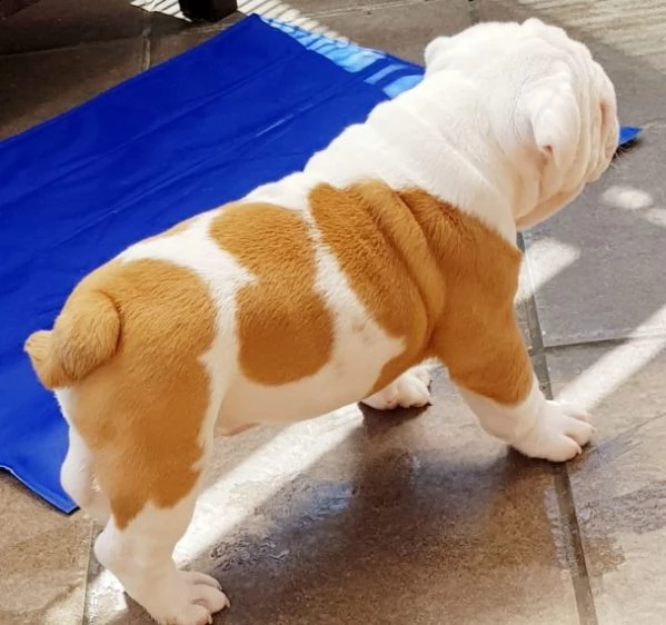 bulldog inglese 2 maschio 2 femmine 