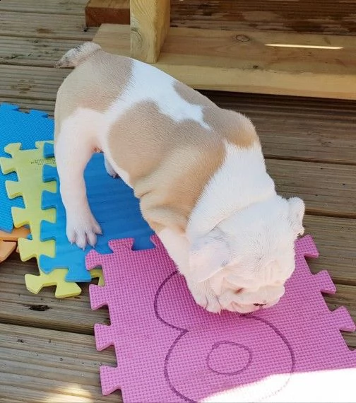 bulldog inglese 2 maschio 2 femmine  | Foto 0