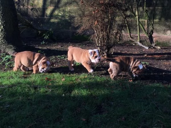 splendidi cuccioli di bulldog inglese