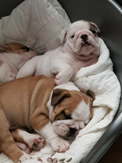 splendidi cuccioli di bulldog inglese | Foto 2