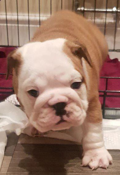 splendidi cuccioli di bulldog inglese | Foto 1