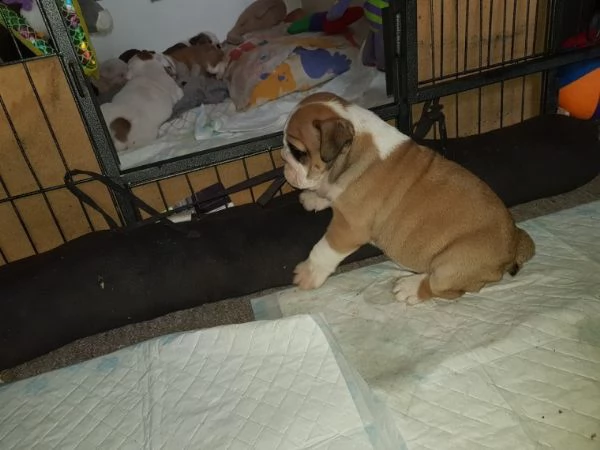 splendidi cuccioli di bulldog inglese | Foto 0
