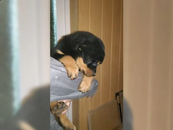 cucccioli taglia media razza rottweiler | Foto 2