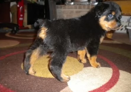 cucccioli taglia media razza rottweiler