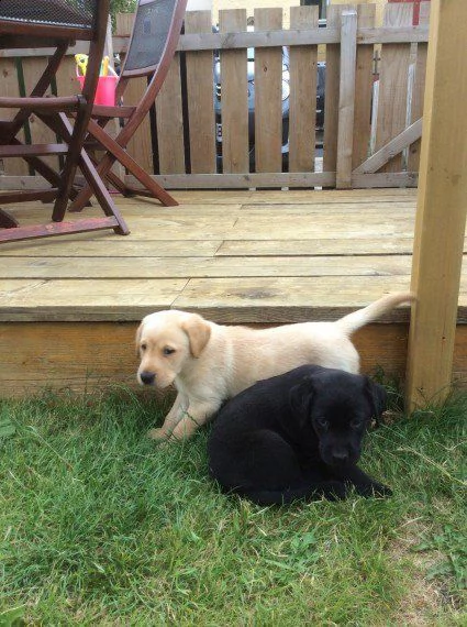 labrador retriever cuccioli cioccolato | Foto 2