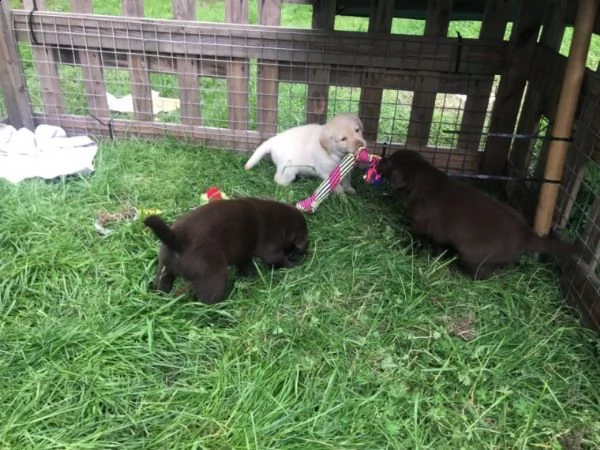 labrador retriever cuccioli cioccolato