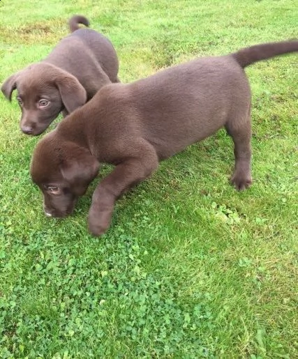 2 labrador miele - genitori italiani visibili
