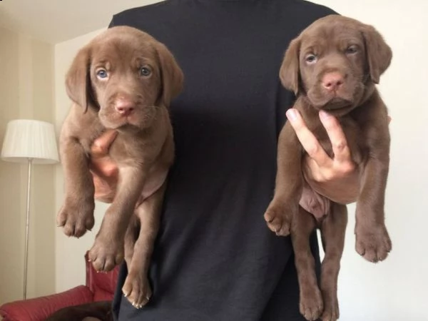 2 labrador miele - genitori italiani visibili | Foto 2