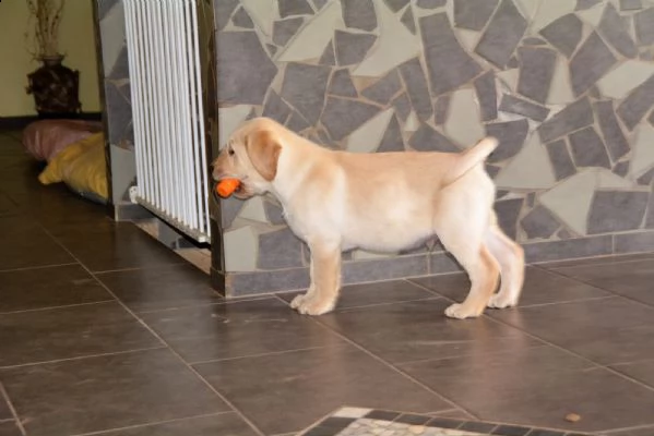 2 labrador miele - genitori italiani visibili | Foto 1