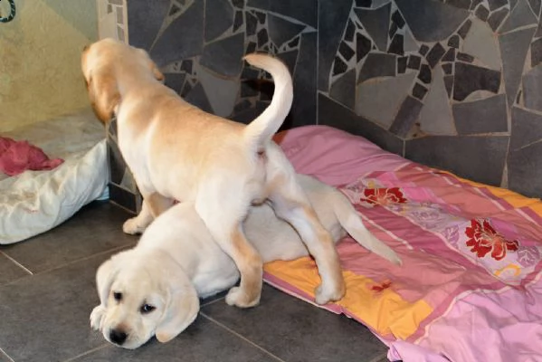 2 labrador miele - genitori italiani visibili | Foto 0