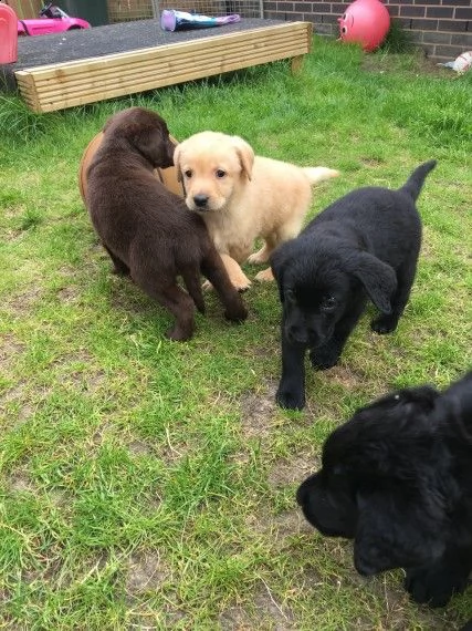 cuccioli labrador chocolate,gialli e neri | Foto 2