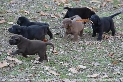 cuccioli labrador chocolate,gialli e neri