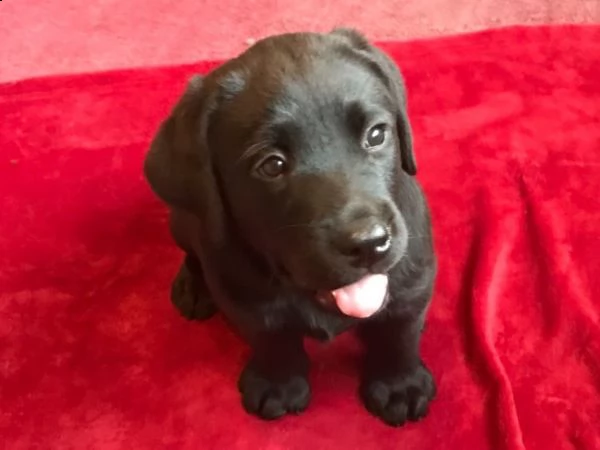 cuccioli labrador chocolate,gialli e neri | Foto 1