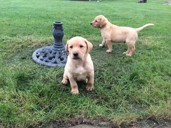 cuccioli labrador chocolate,gialli e neri | Foto 0